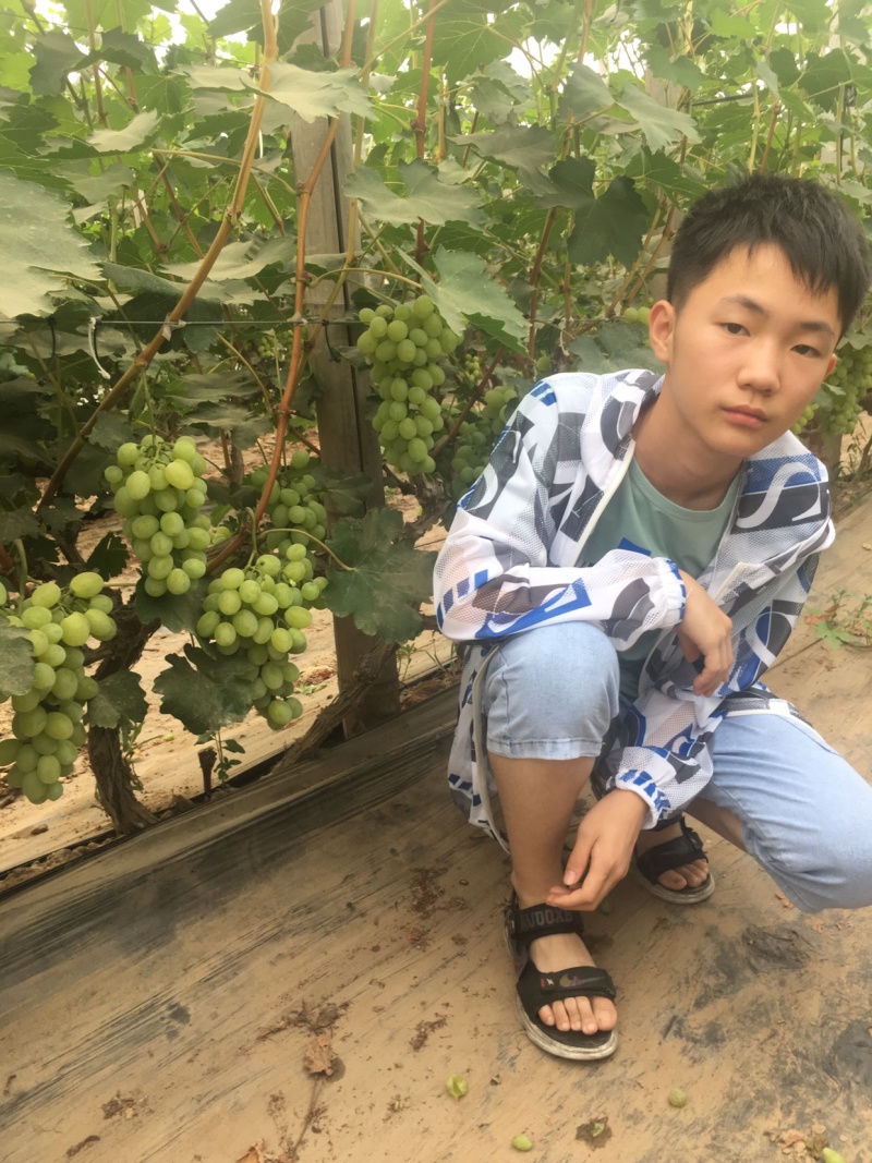 维多利亚葡萄大量上市中青提葡萄甜葡萄种植基地直供