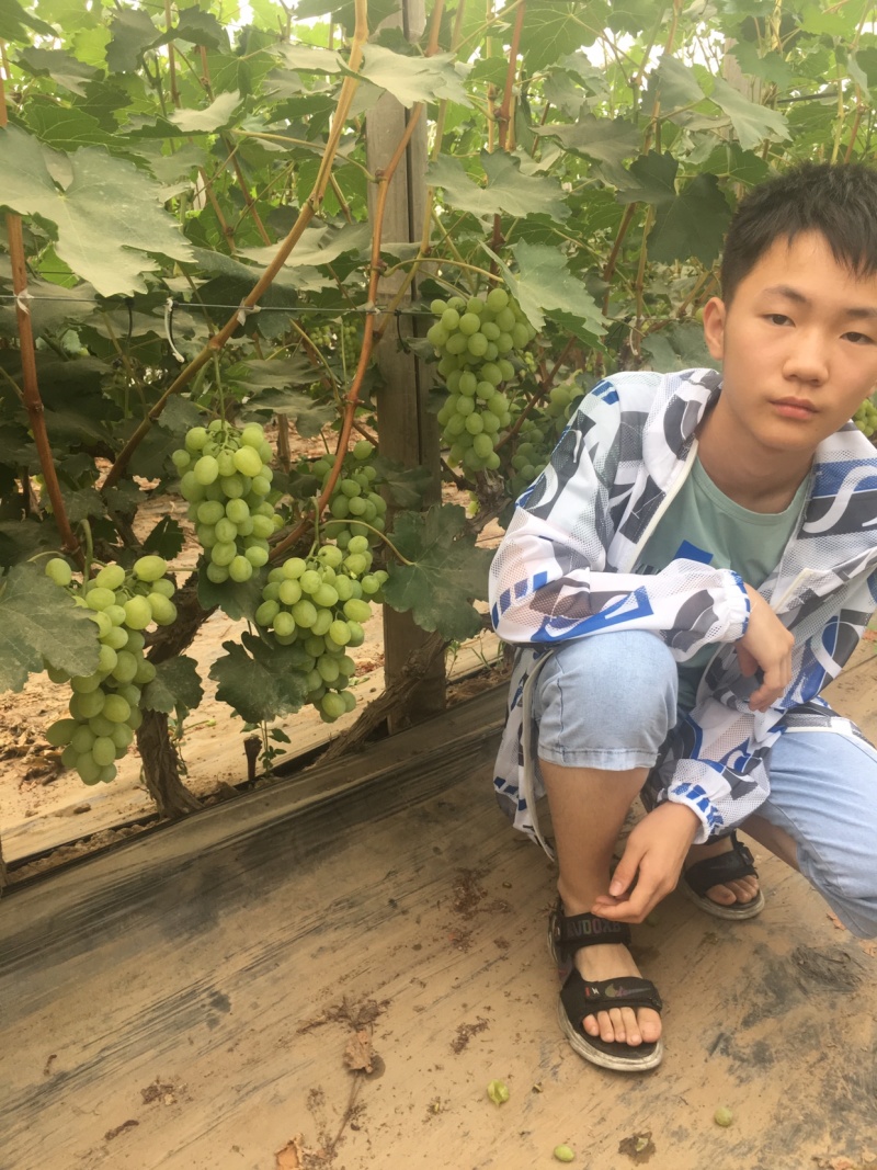 维多利亚葡萄大量上市中青提葡萄甜葡萄种植基地直供