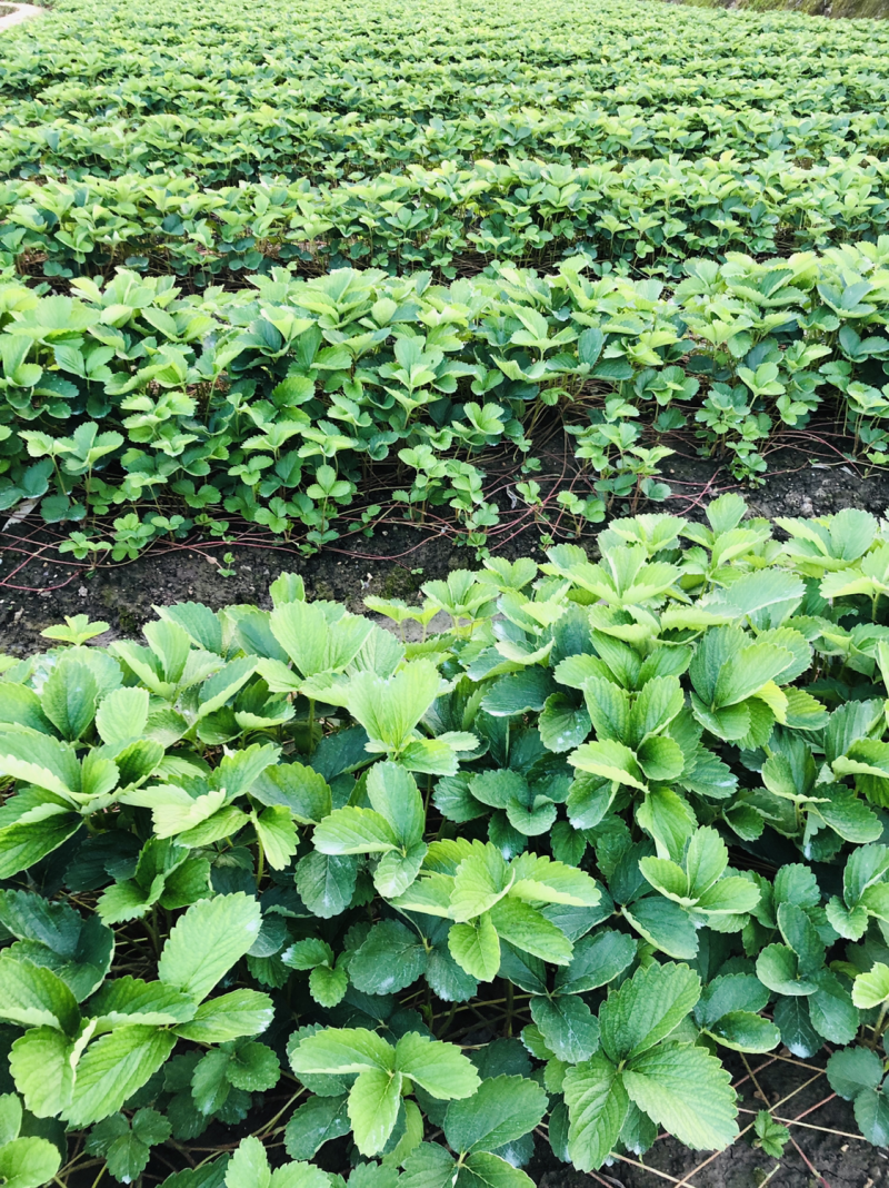 红颜草莓苗红颜奶油室内阳台种植结果种苗易活大量供应