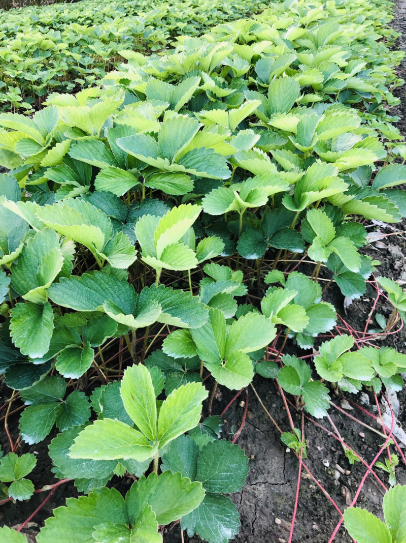 红颜草莓苗红颜奶油室内阳台种植结果种苗易活大量供应