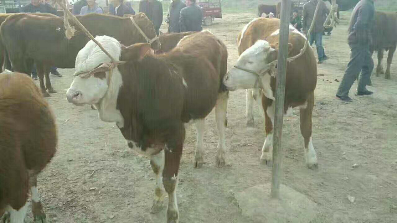 西门塔尔小牛犊，需要的速度