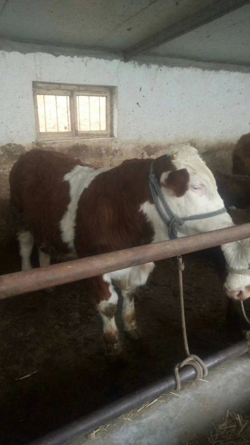 西门塔尔小牛犊，需要的速度