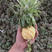 泰国小菠萝野生小菠萝香水小菠萝0.8斤以下小果