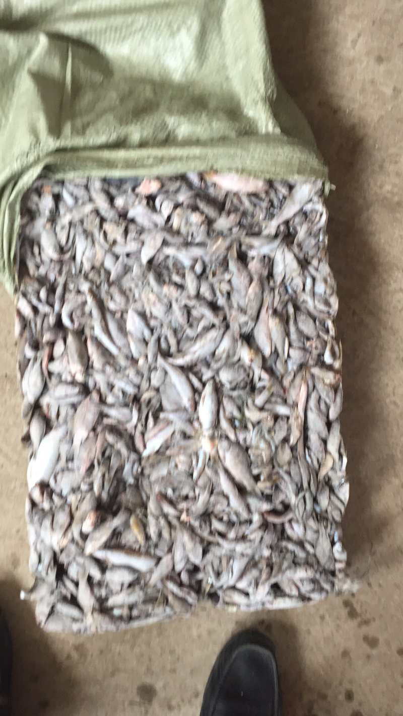 长期供应饲料鱼小杂鱼冻板鱼。串条鲤鱼鲫鱼