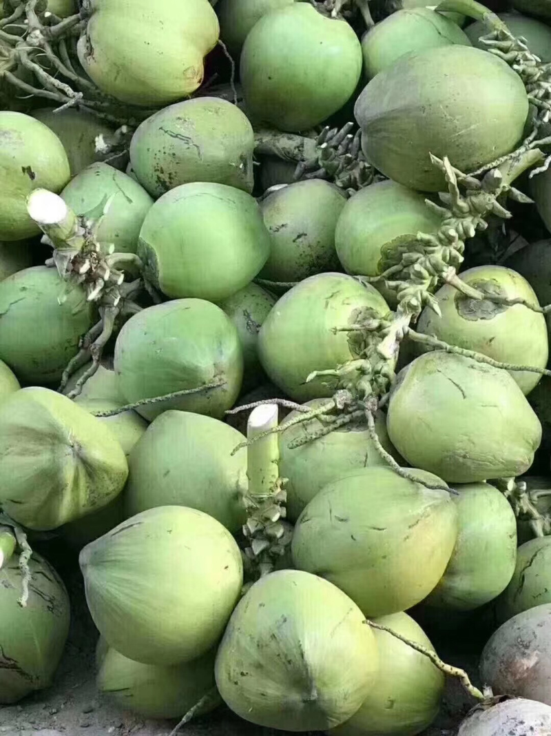箱装椰青和菠萝蜜