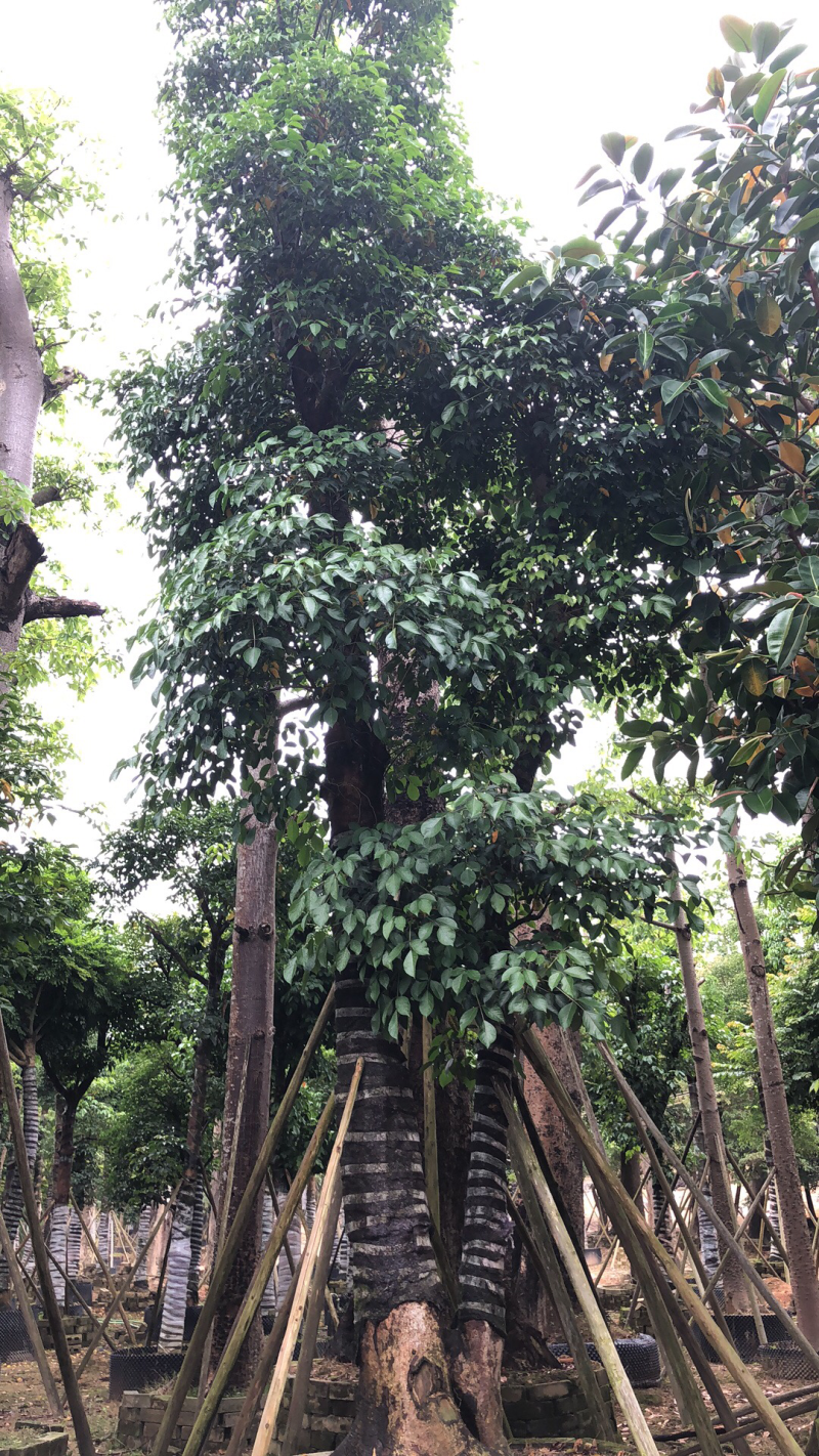 秋枫15分。