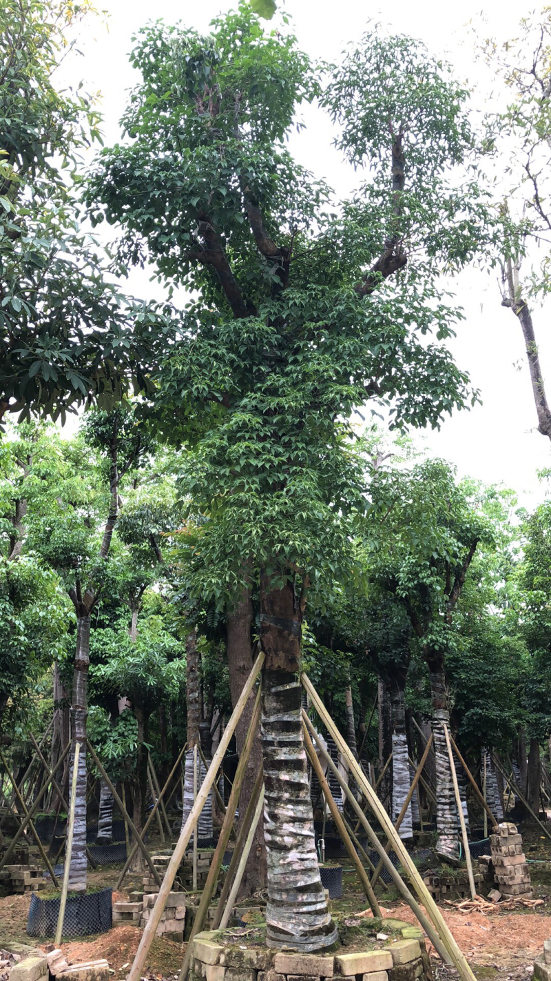 秋枫15分。
