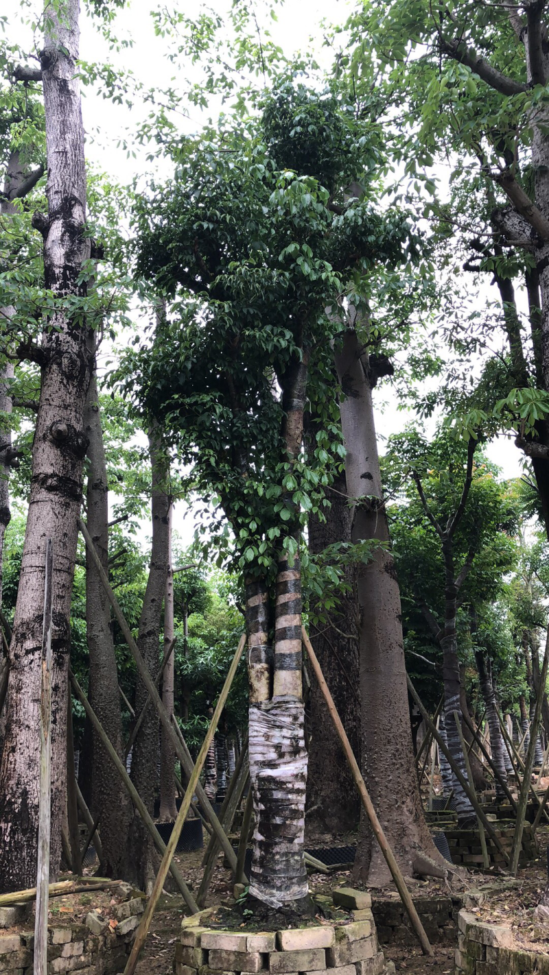 秋枫15分。
