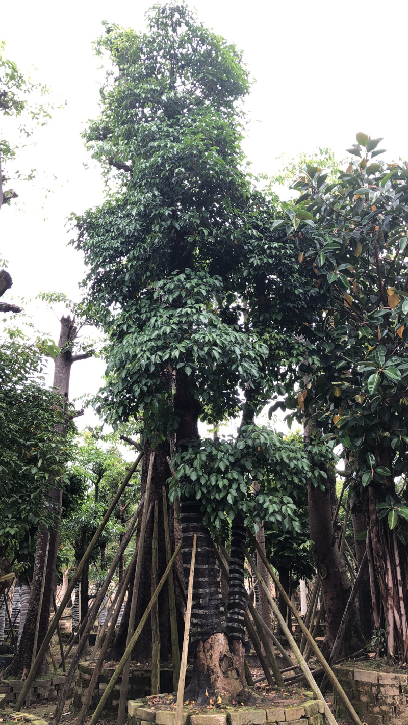 秋枫15分。