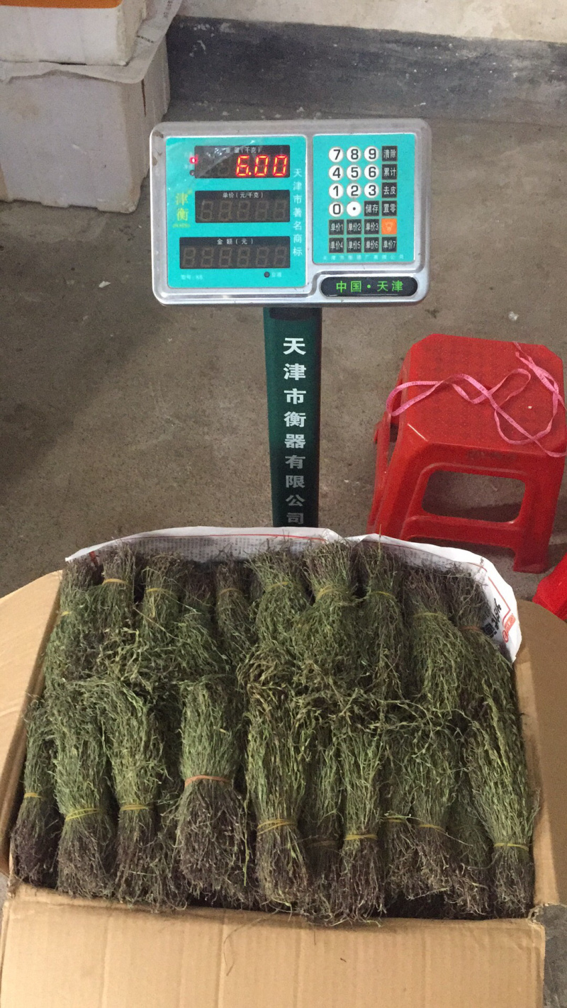 独脚金15公分左右青绿A货