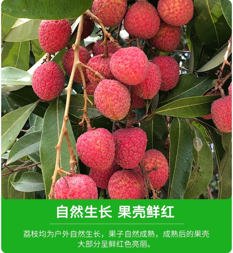 福建乌叶荔枝当天采摘5斤黑叶荔枝一件代发