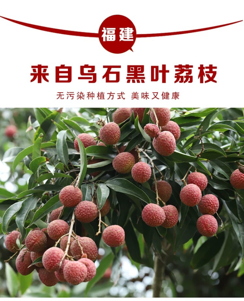 福建乌叶荔枝当天采摘5斤黑叶荔枝一件代发