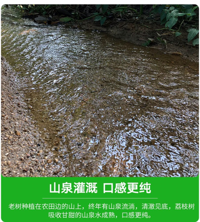 福建乌叶荔枝当天采摘5斤黑叶荔枝一件代发