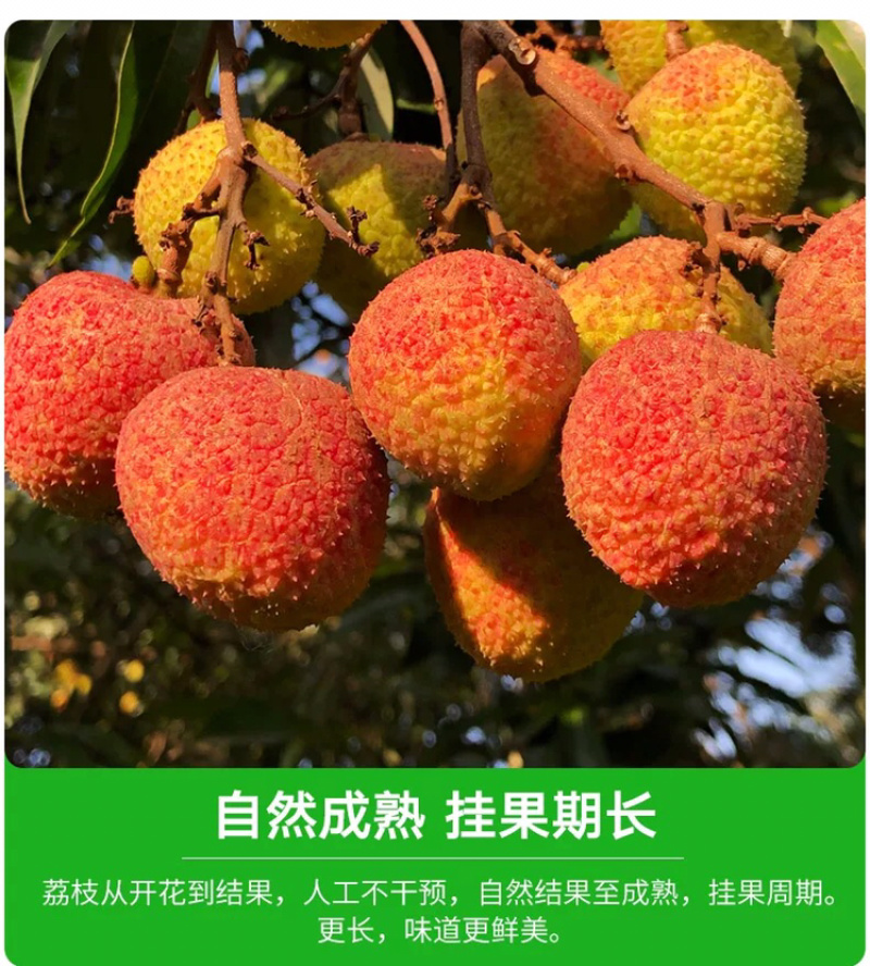 福建乌叶荔枝当天采摘5斤黑叶荔枝一件代发