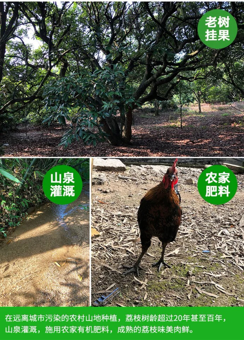 福建乌叶荔枝当天采摘5斤黑叶荔枝一件代发