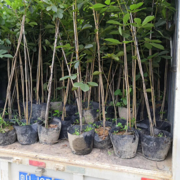 多花黄花风铃木