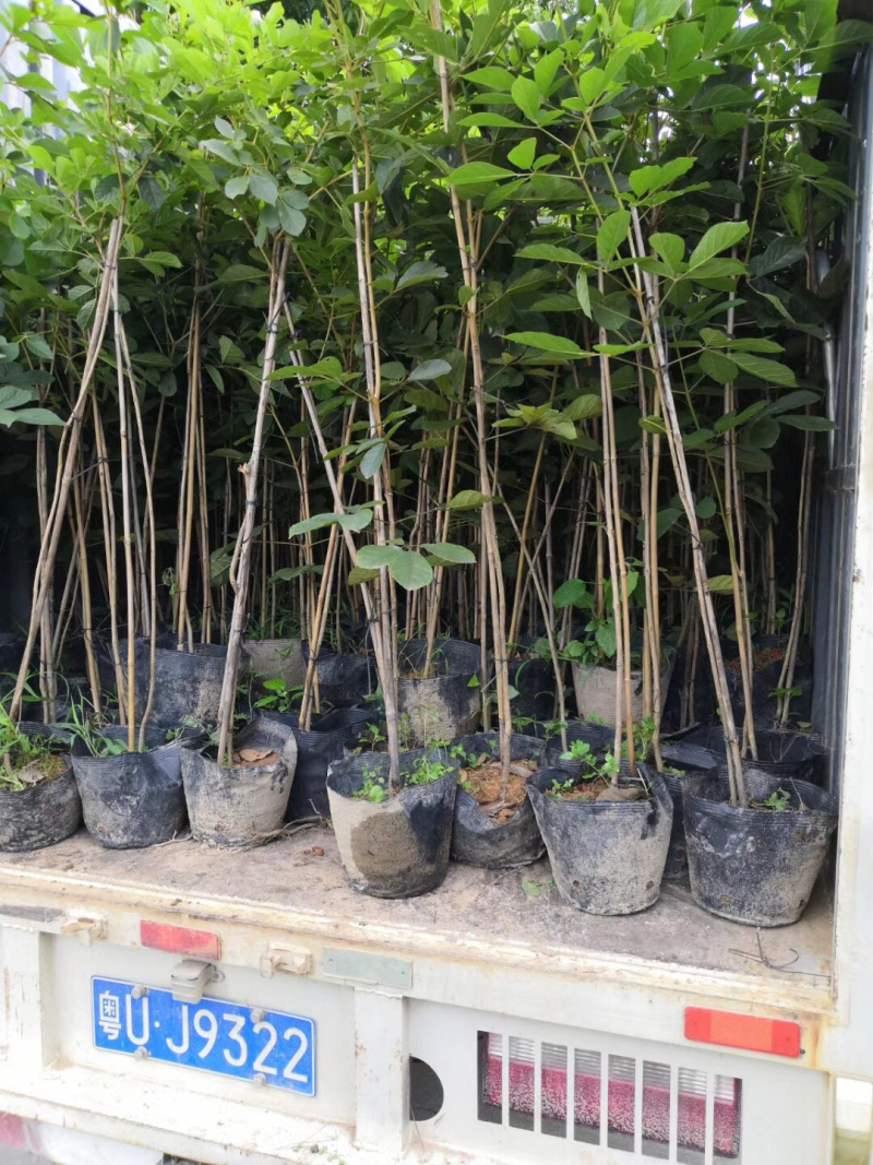 多花黄花风铃木