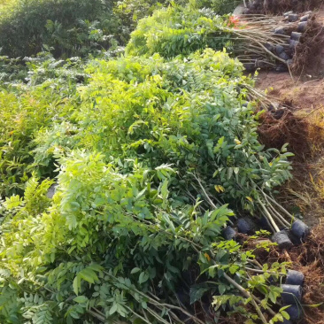黄花梨