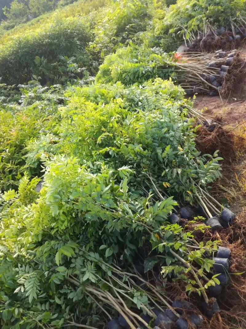 黄花梨