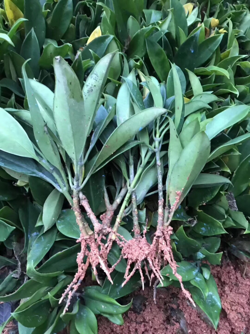 非洲茉莉