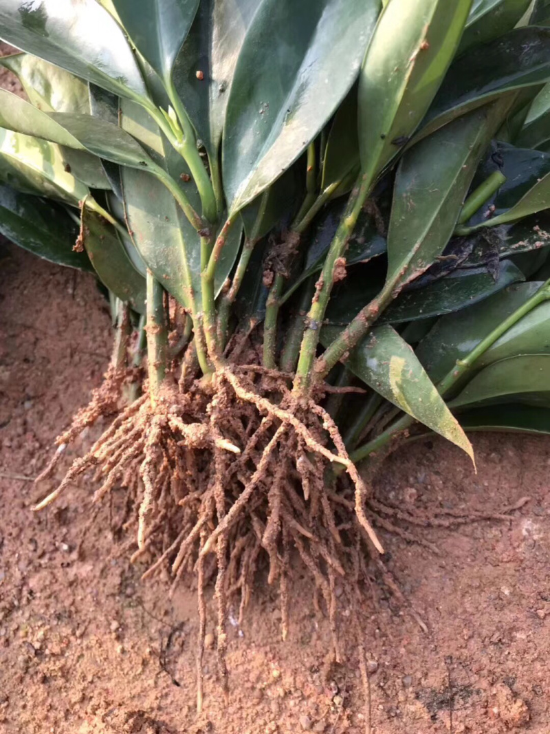 非洲茉莉