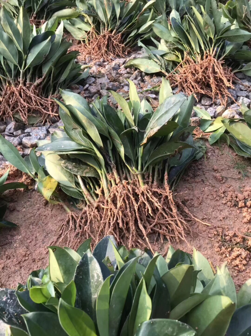 非洲茉莉