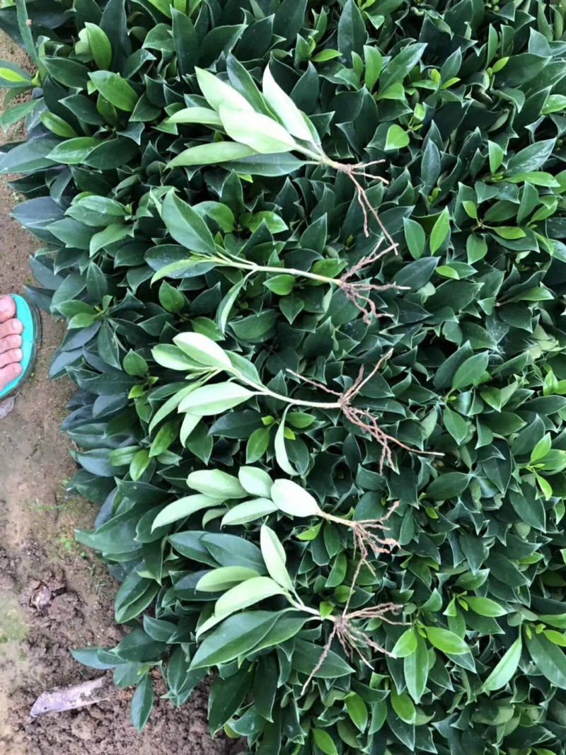 非洲茉莉