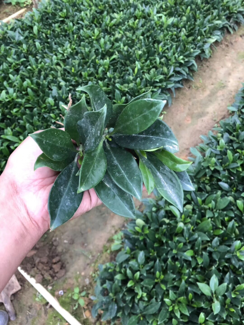 非洲茉莉