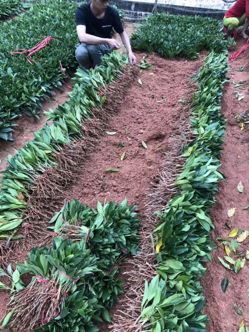 非洲茉莉