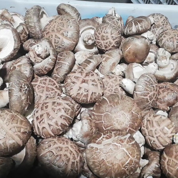 香菇808