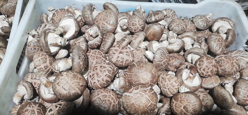 香菇808