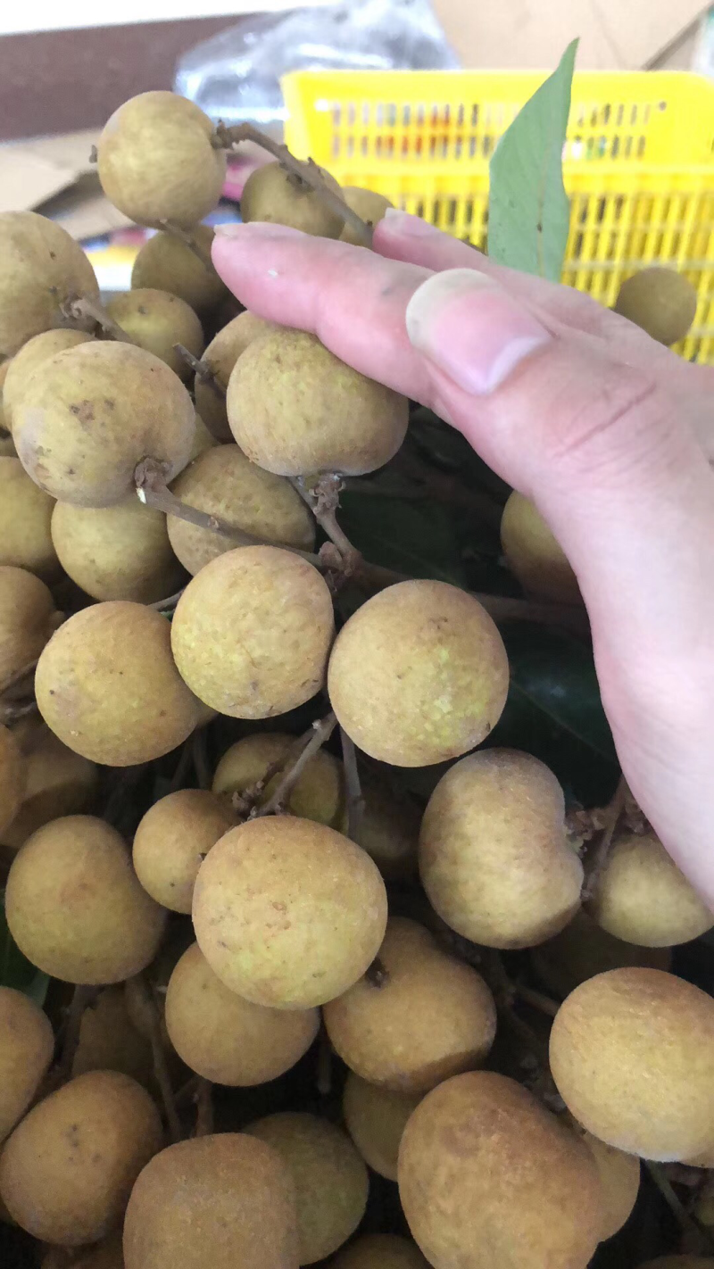 一等龙眼