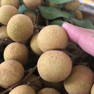 一等龙眼