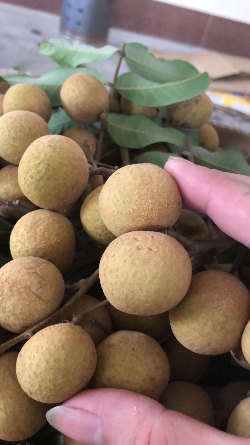 一等龙眼