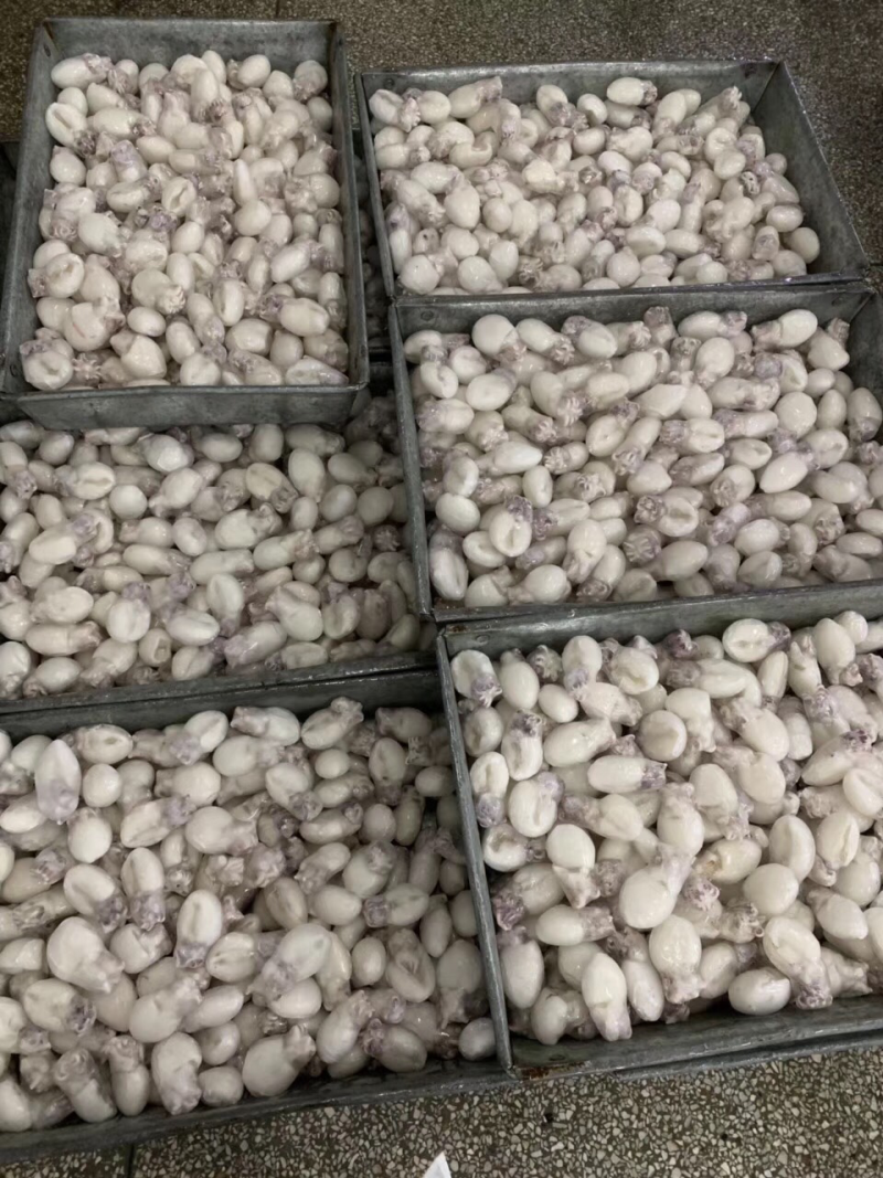 单冻墨鱼仔