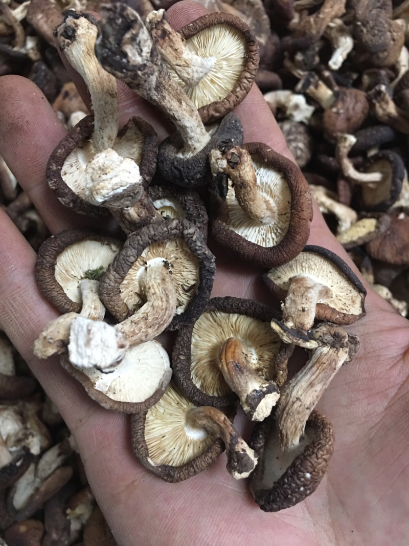 云南野生香菇.干香菇.香菌.新货全干头茬