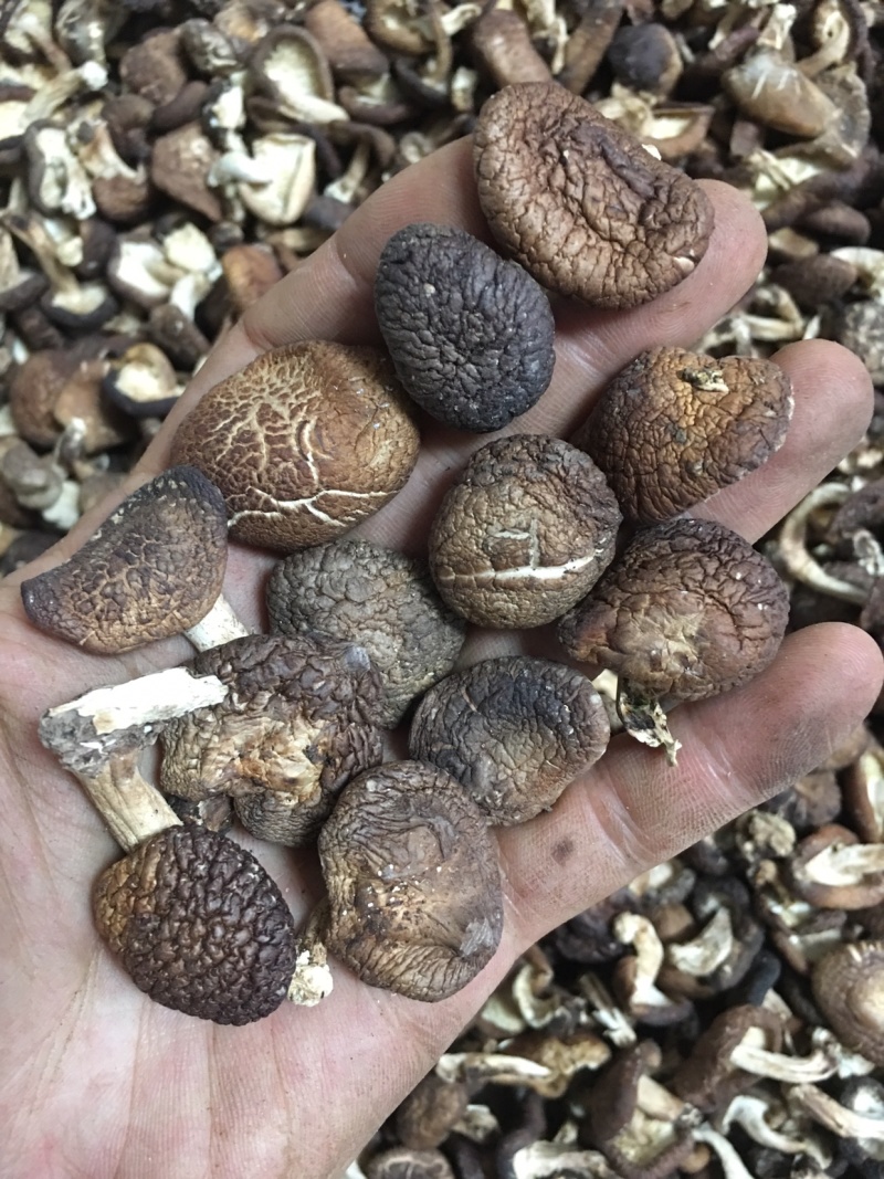 云南野生香菇.干香菇.香菌.新货全干头茬