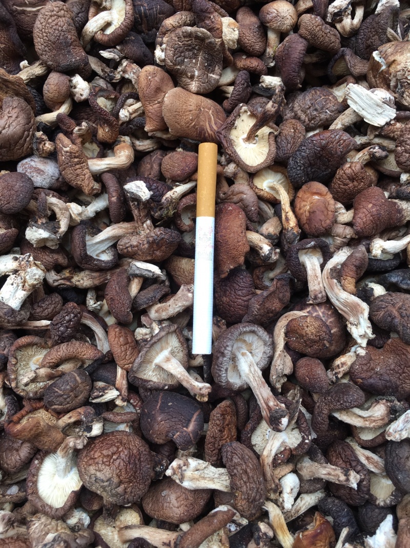 云南野生香菇.干香菇.香菌.新货全干头茬