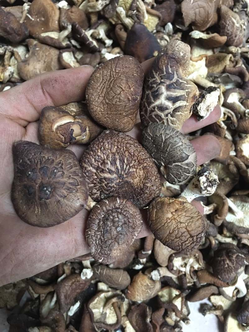 云南野生香菇.干香菇.香菌.新货全干头茬