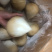 泰国椰皇整柜到货