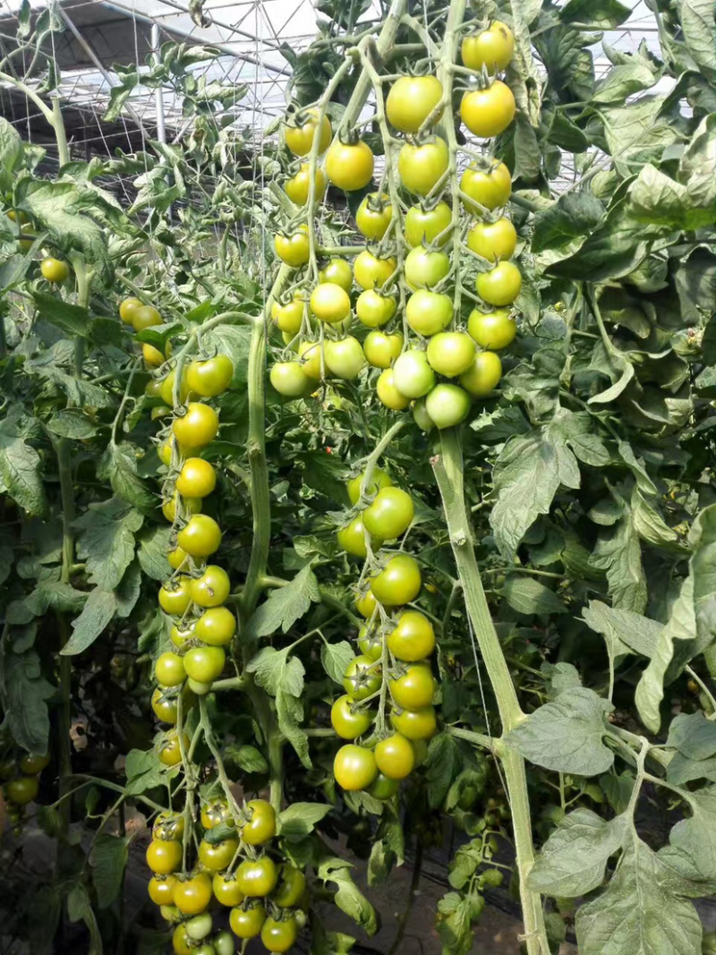 优质口感番茄苗樱桃小番茄种苗基地直供量大从优放心苗