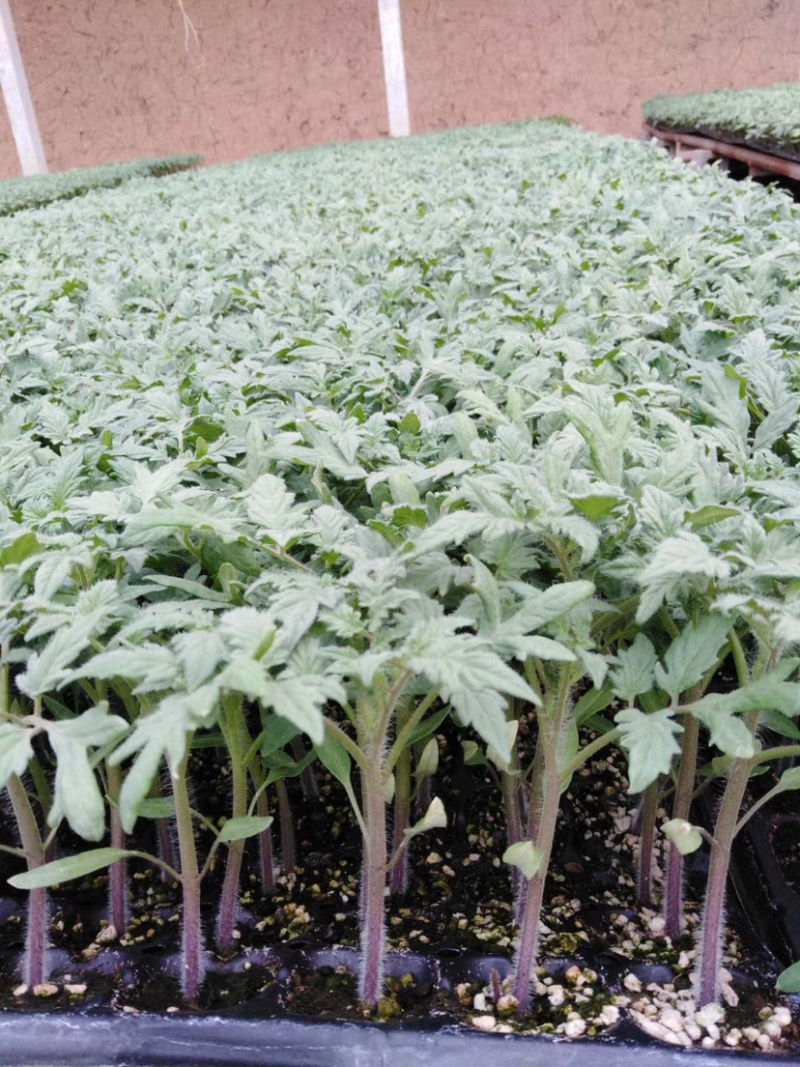 优质口感番茄苗樱桃小番茄种苗基地直供量大从优放心苗