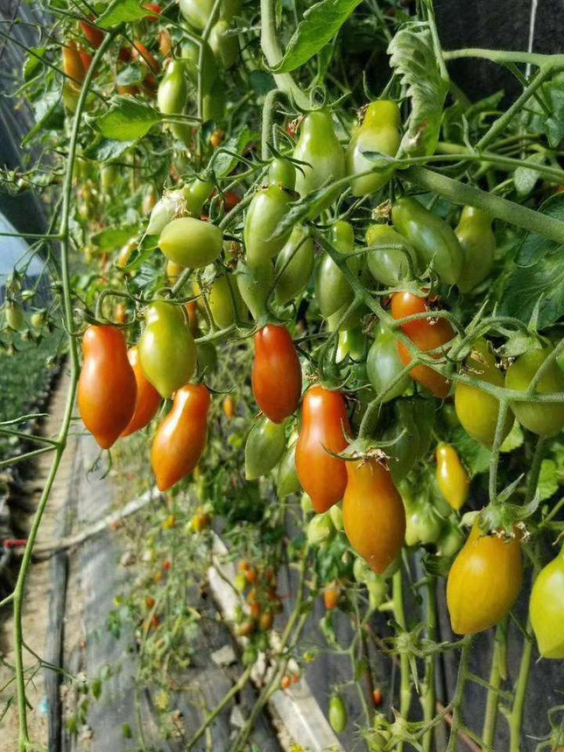 优质口感番茄苗樱桃小番茄种苗基地直供量大从优放心苗