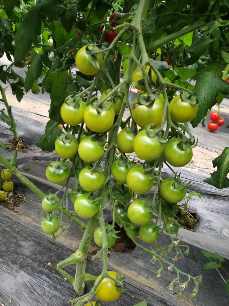 优质口感番茄苗樱桃小番茄种苗基地直供量大从优放心苗