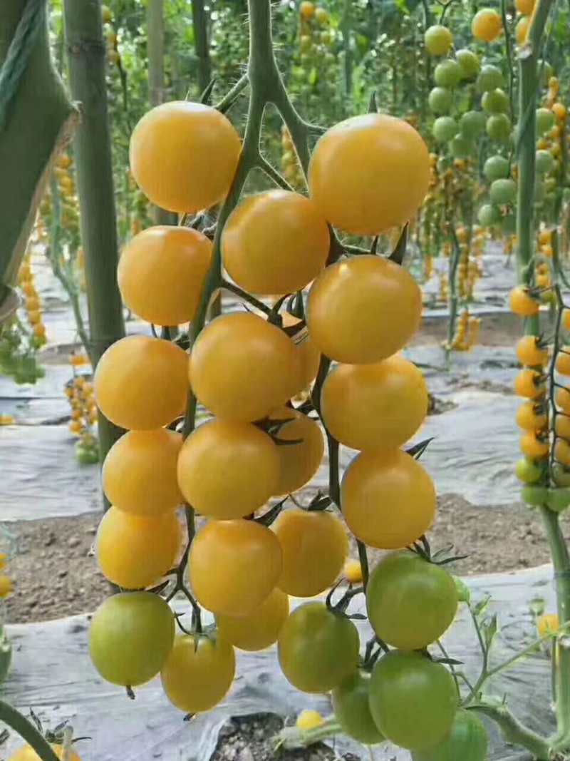 优质口感番茄苗樱桃小番茄种苗基地直供量大从优放心苗