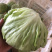 沙拉菜西生菜圆生菜球生菜结球生菜西餐汉堡用