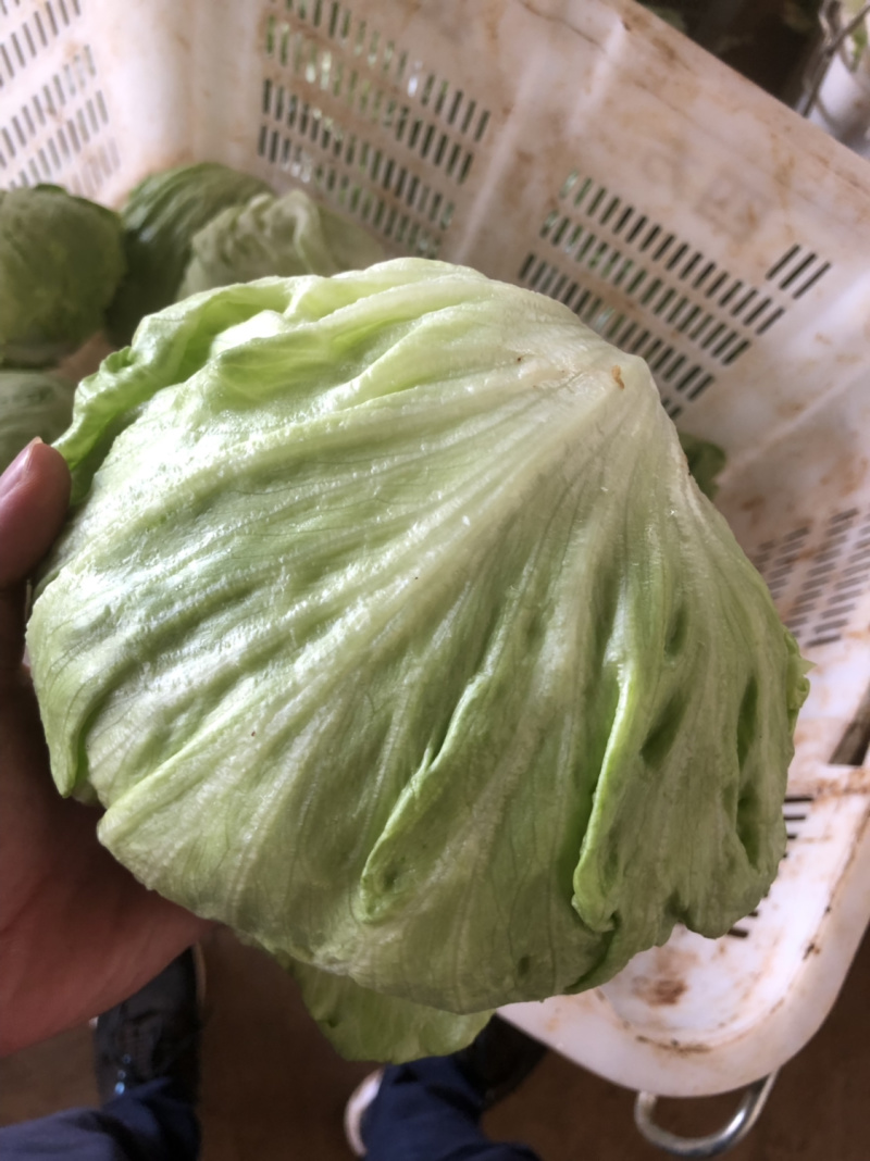 沙拉菜西生菜圆生菜球生菜结球生菜西餐汉堡用