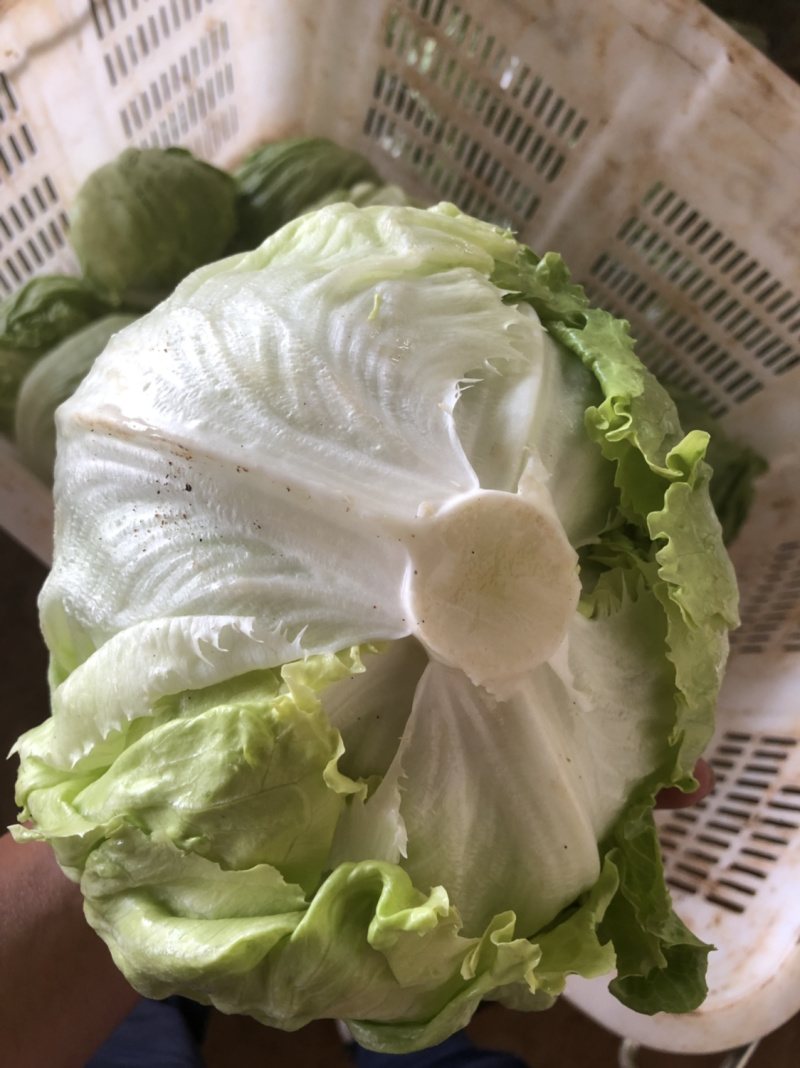 沙拉菜西生菜圆生菜球生菜结球生菜西餐汉堡用
