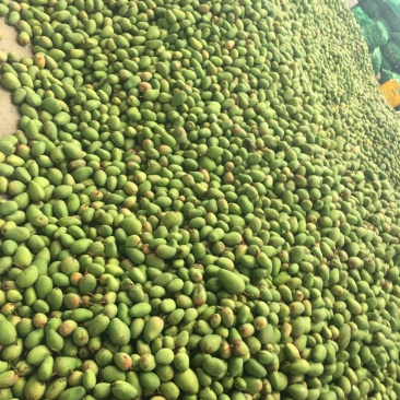 产地直销批发芒果🥭