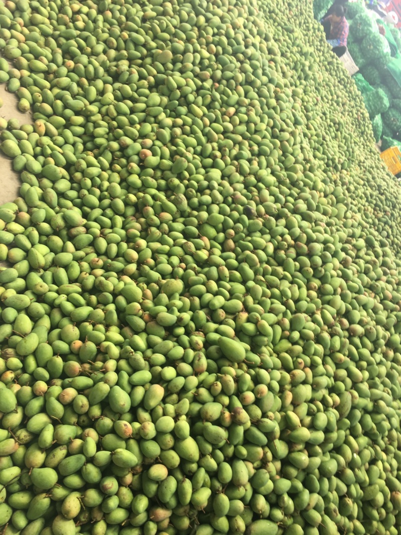 产地直销批发芒果🥭